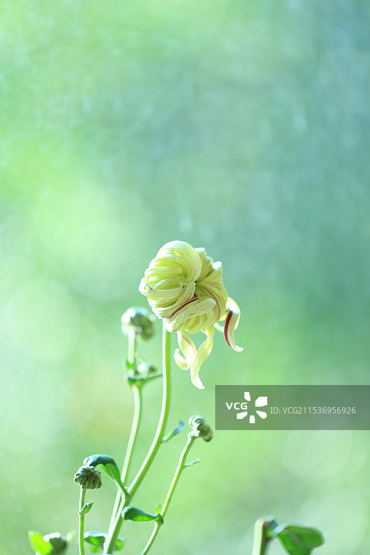 菊花逆光拍摄特写-品种为丹青溢彩图片素材