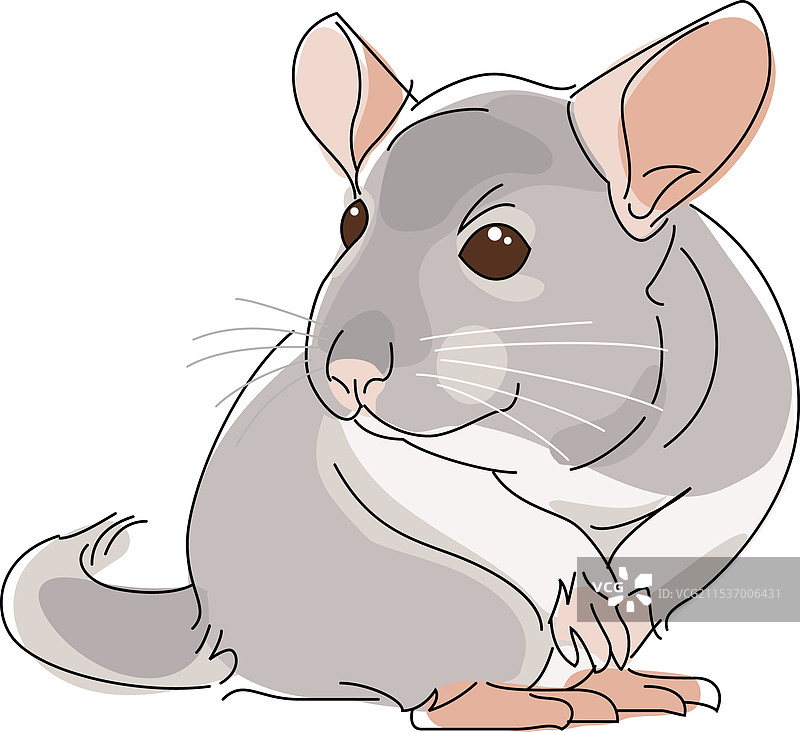 小动物：龙猫图片素材