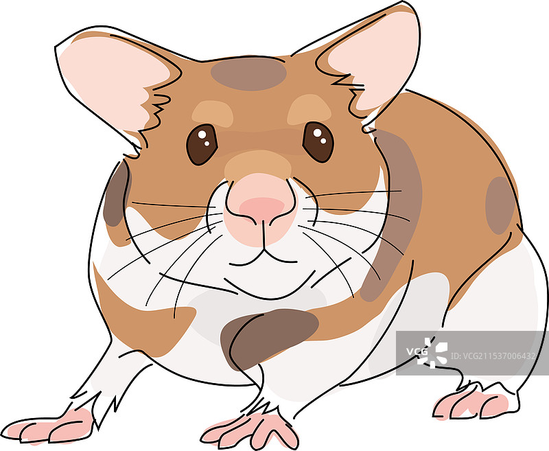 金色仓鼠图片素材