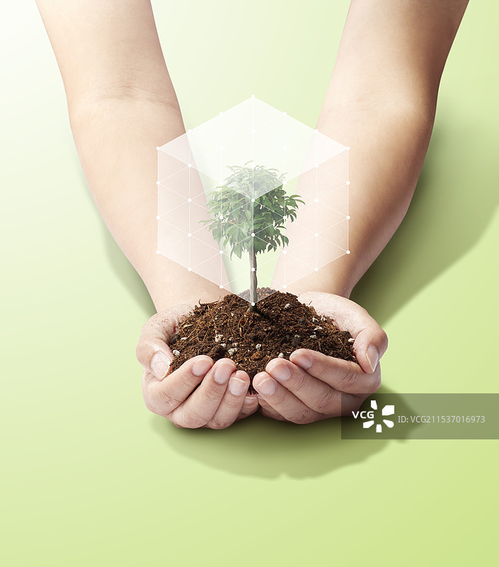 棕榈树 - 年轻的叶子 - 生长 - 未来 - 力量 - 立方体图片素材