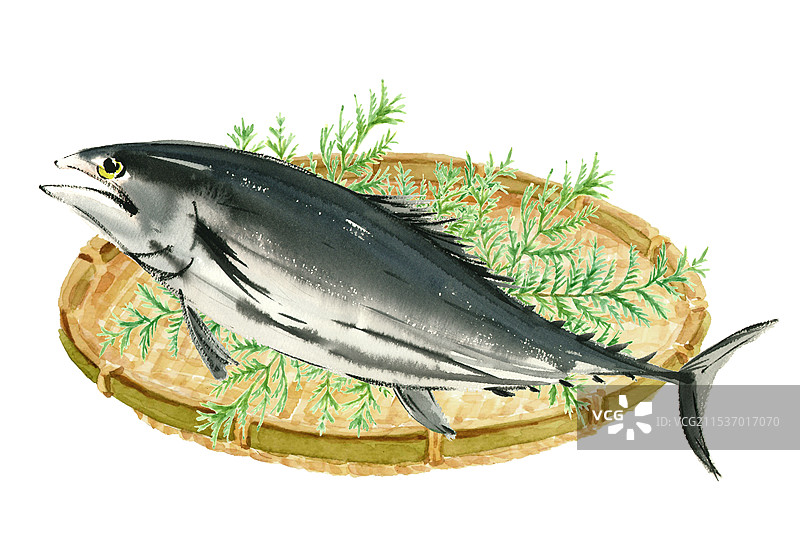 水彩画的干 bonito 鱼在漏网上图片素材