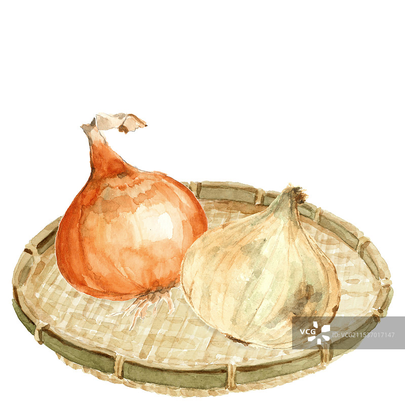 水彩画 两个洋葱在漏网中 新鲜洋葱 蔬菜材料图片素材