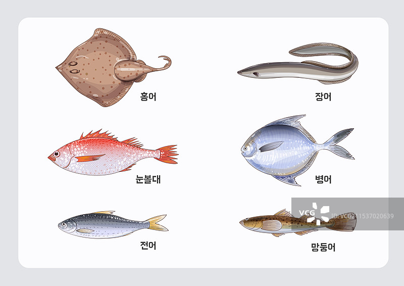 鱼，熟鱼，Okamejei kenojei，鳗鱼，银鲳，点状鲱，鲇科鱼图片素材