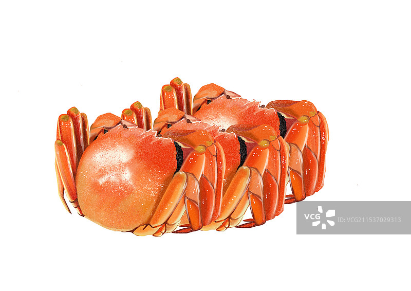 大闸蟹图片素材