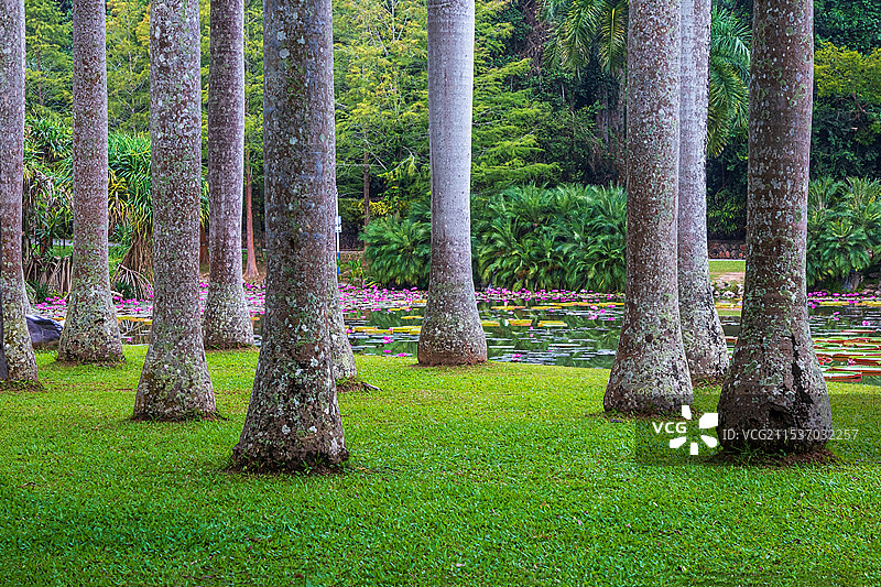 西双版纳原始森林公园景区图片素材