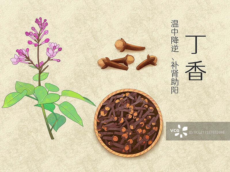 手绘水彩中药药材丁香插画图片素材