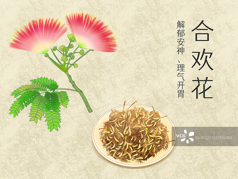 手绘水彩中药药材合欢花插画图片素材