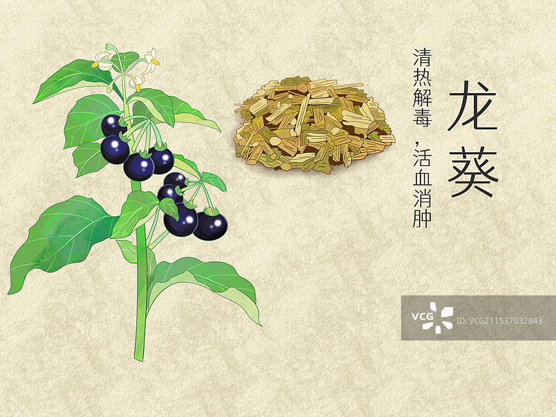 手绘水彩中药药材龙葵插画图片素材