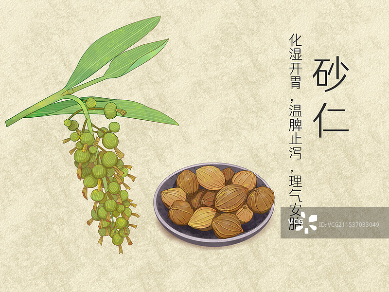 手绘水彩中药药材砂仁插画图片素材