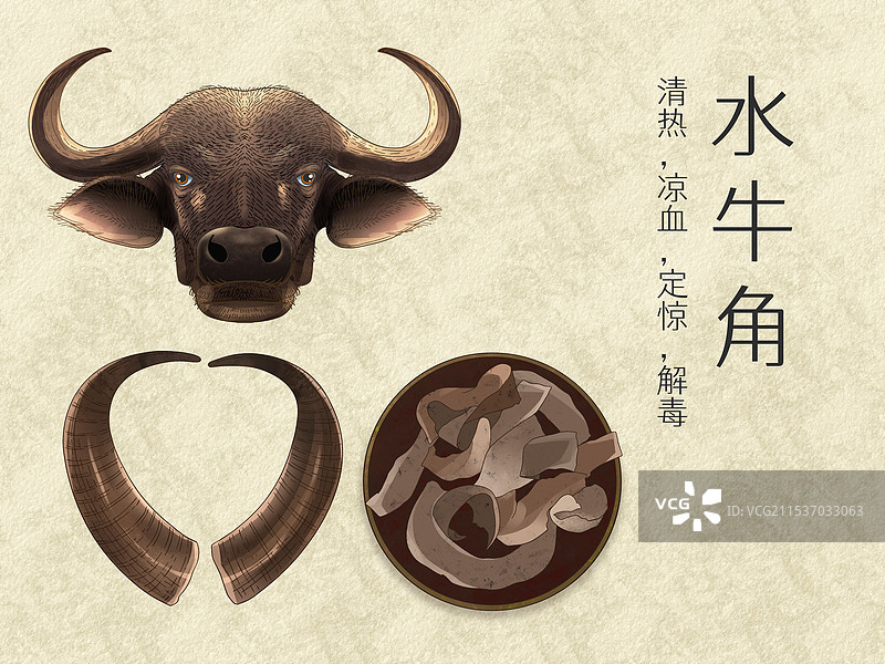 手绘水彩中药药材水牛角插画图片素材