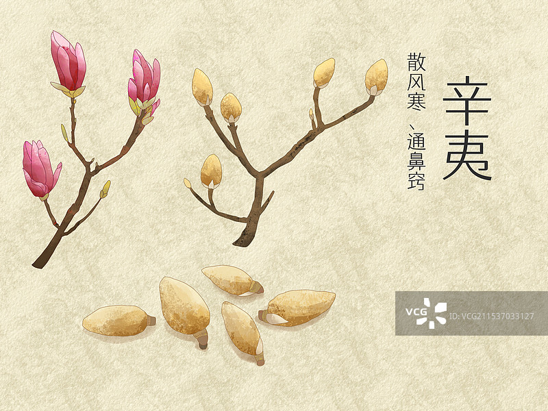手绘水彩中药药材辛夷插画图片素材