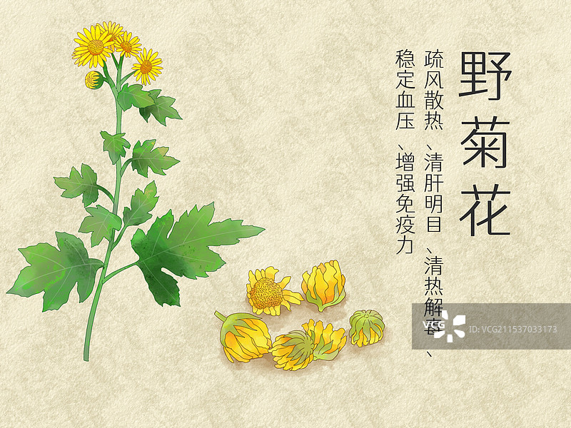 手绘水彩中药药材野菊花插画.图片素材