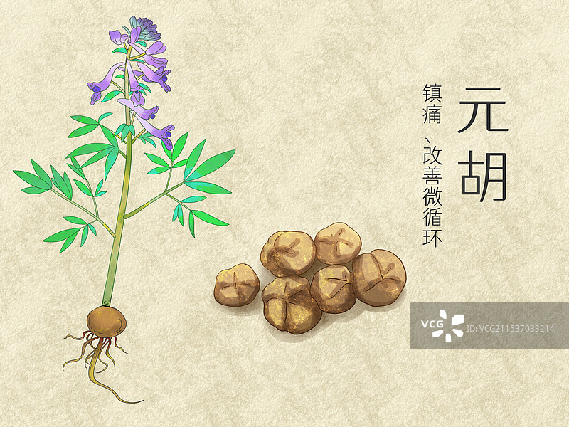 手绘水彩中药药材元胡插画图片素材