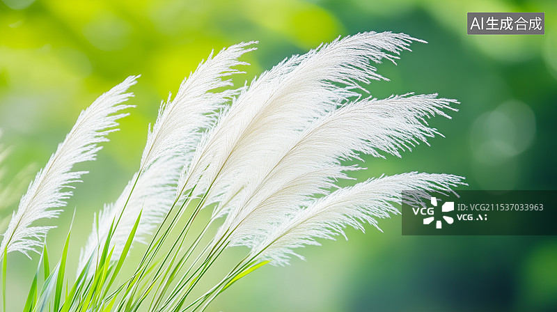 【AI数字艺术】秋日暖阳下的白芒图片素材