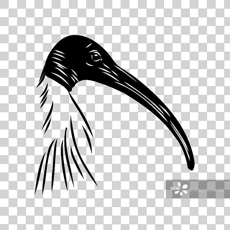 手绘单色素描风格的朱鹮鸟图片素材