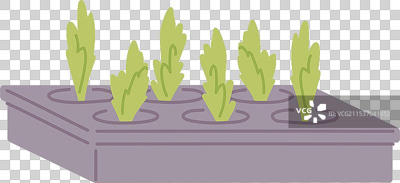 塑料容器中的幼苗正在生长图片素材