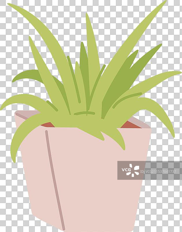 陶瓷花盆中的芦荟植物，自然家居装饰图片素材