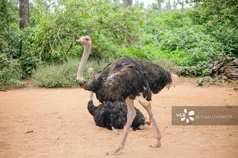 海口海南热带野生动植物园图片素材