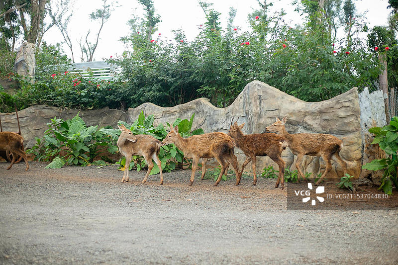 海口海南热带野生动植物园图片素材