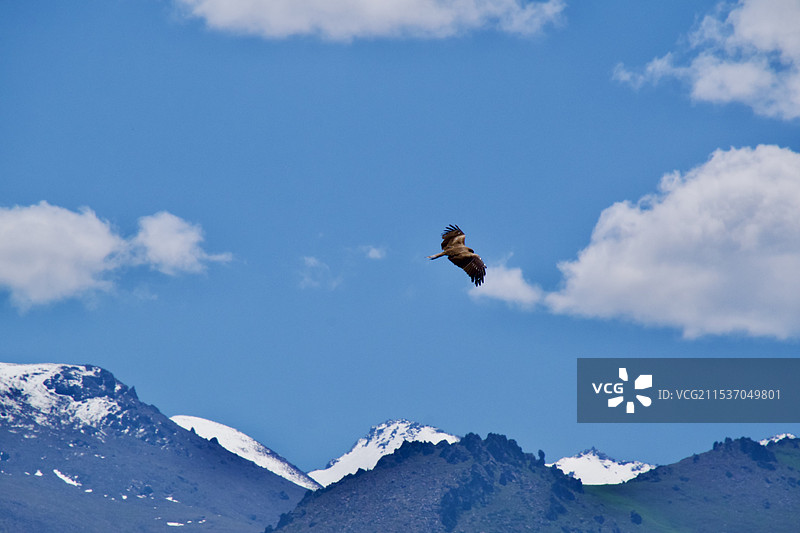 雄鹰展翅翔天山（天山天池景区）图片素材