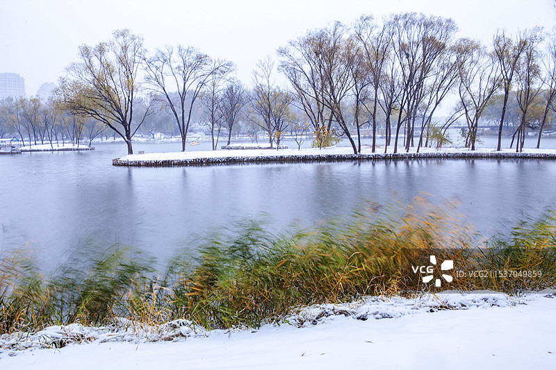 河边风雪中随风舞动的干枯芦苇与树木图片素材