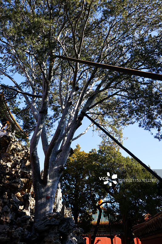 北京故宫御花园堆秀山上的白皮松冬天风光图片素材