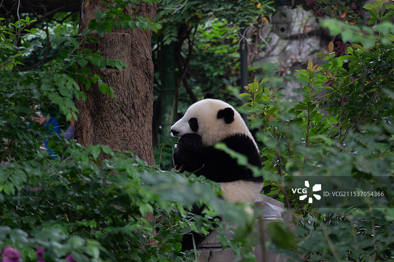 成都大熊猫繁育研究基地里悠闲玩耍休息的可爱大熊猫图片素材