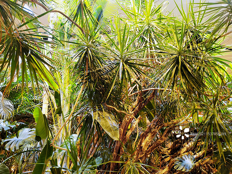 茂密的热带植物的特写镜头图片素材