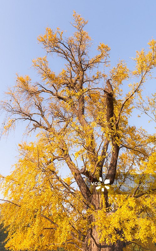 嘉定古树公园银杏特写镜头图片素材