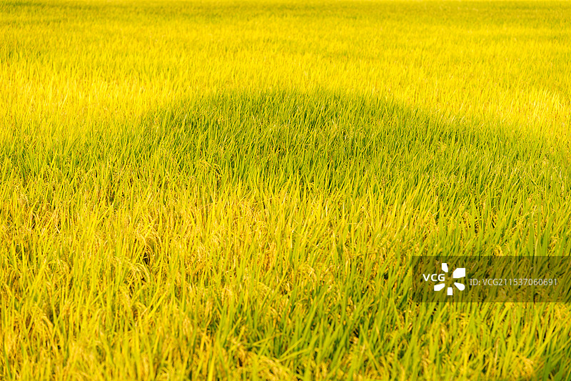 佛山市高明区水稻田的水稻图片素材