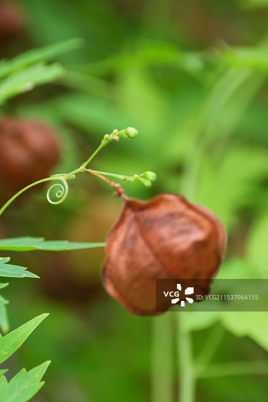 倒地铃图片素材