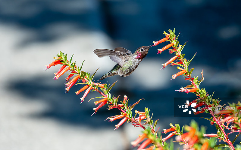安氏蜂鸟(Anna's Hummingbird)在不同的光线、角度、环境和天气下会呈现出不同颜色图片素材