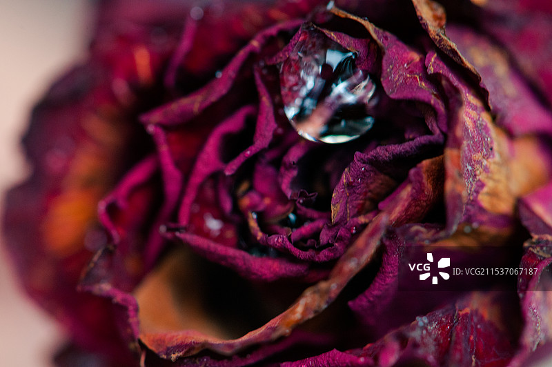 玫瑰干花图片素材