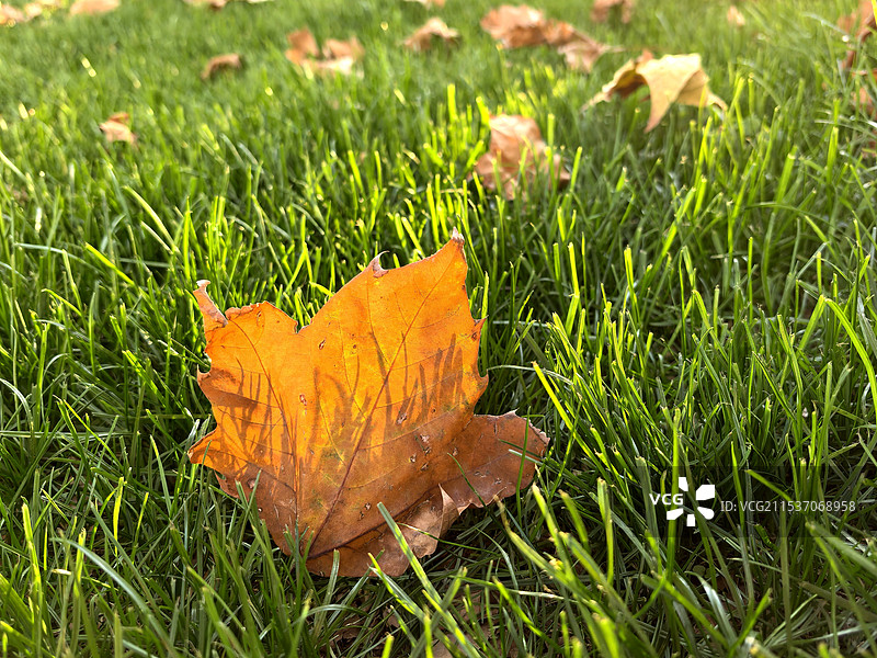 枯叶与小草图片素材