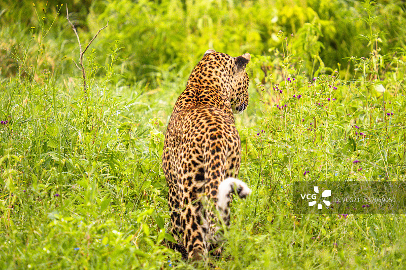 肯尼亚纳库鲁的花豹图片素材