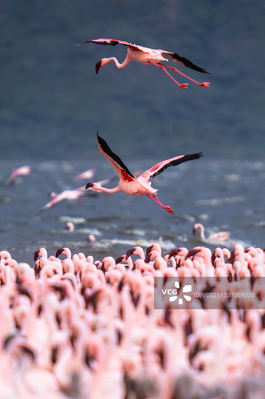 肯尼亚博戈里亚湖旁的火烈鸟群图片素材