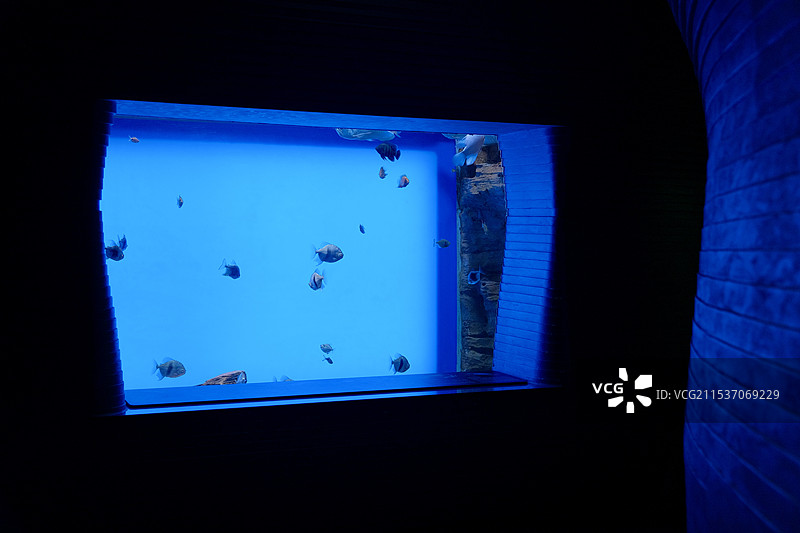 上海世博文化公园温室花园水底森林热带鱼鱼缸图片素材