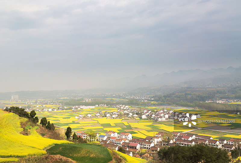 高视角下阳光照射下的油菜花田野图片素材