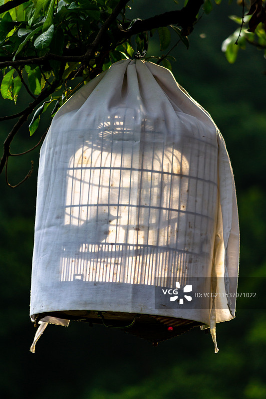 公园笼中鸟图片素材