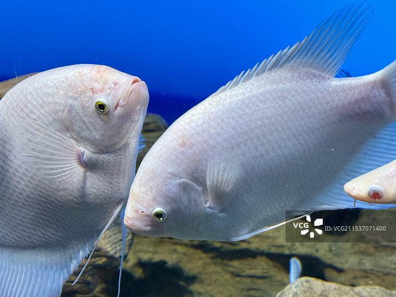 水族馆鱼缸里的丝足鲈特写（战船招财鱼）图片素材