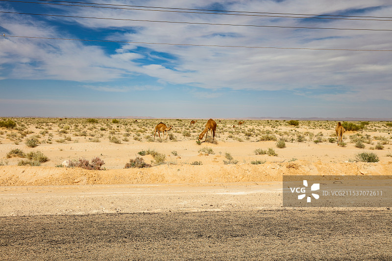 撒哈蜡路上偶遇骆驼图片素材