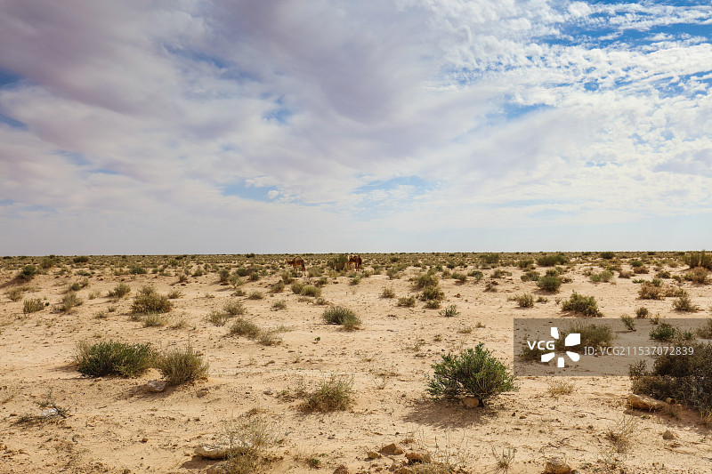 撒哈蜡路上偶遇骆驼图片素材
