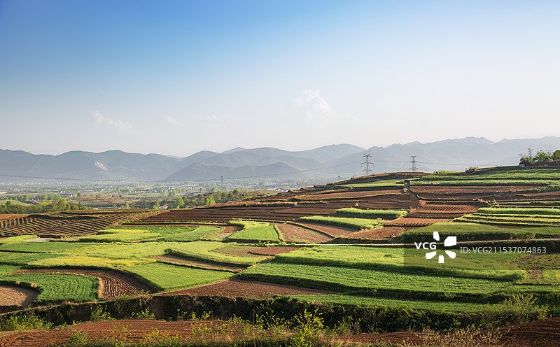 春天阳光下的梯田图片素材