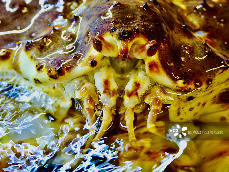 帝王蟹图片素材