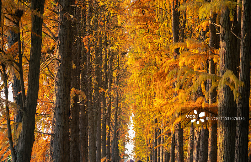 初冬的水杉林-隆桥村图片素材
