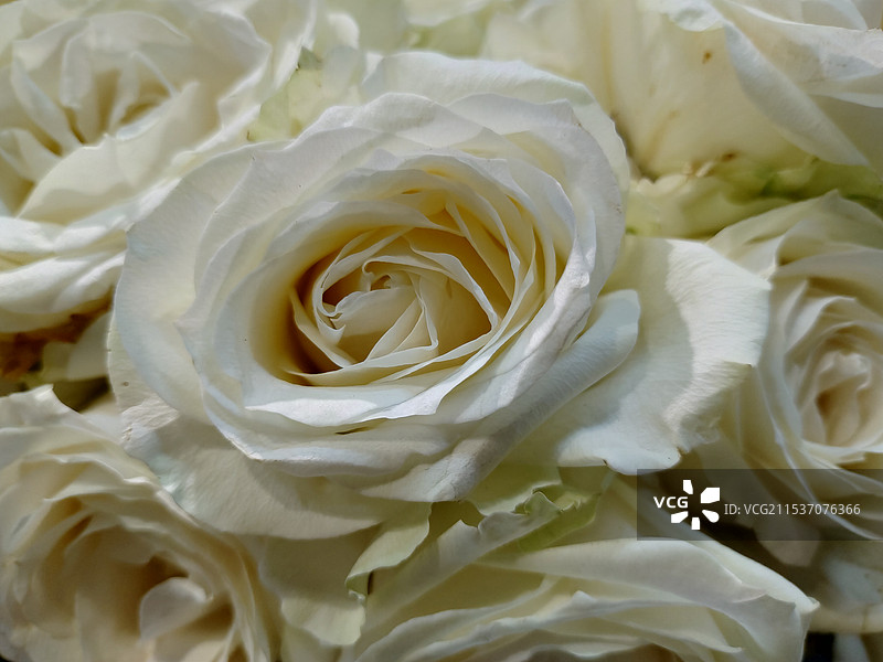 白玫瑰图片素材