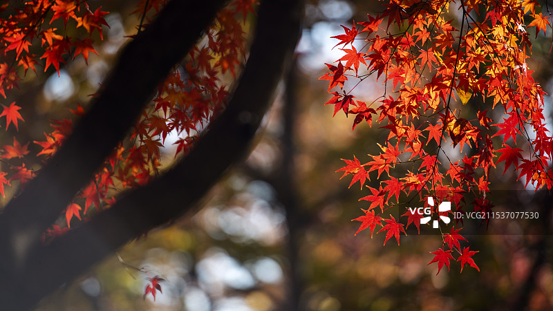 天平山 秋色图片素材