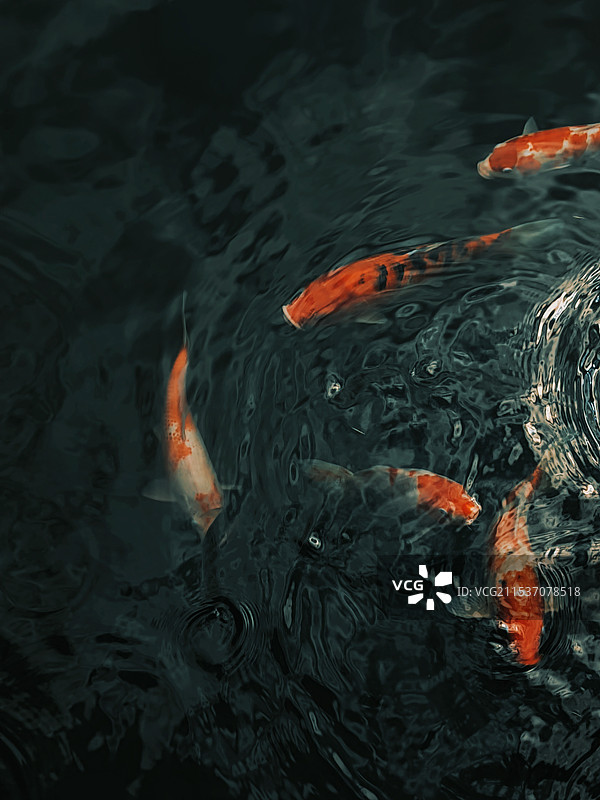 杭州西湖花港观鱼的锦鲤图片素材