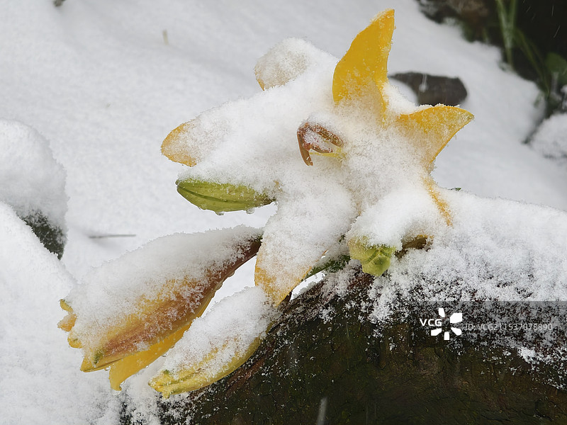 雪中美人黄百合——拍摄于峨眉山脉之二峨山图片素材