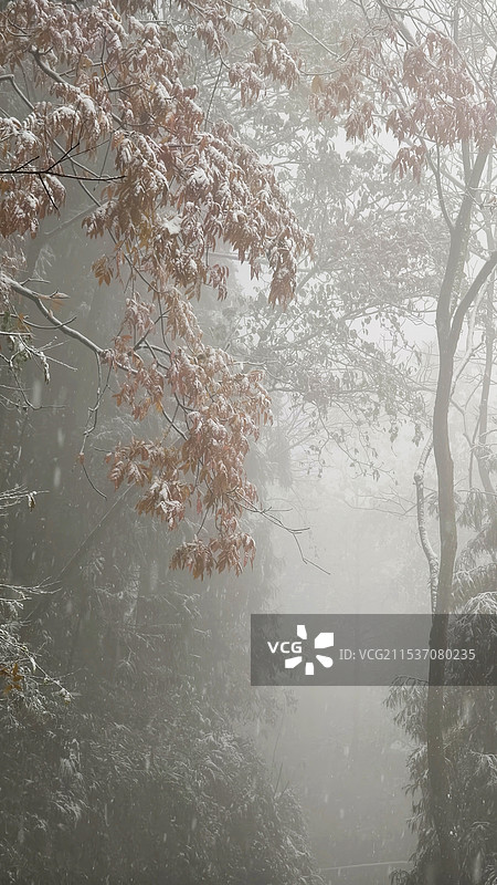 雪落雾中霜叶红——摄于峨眉山脉之二峨山图片素材